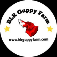 BLR Guppy Farm, Bangalore