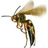 Bee Wasp Removal Brisbane, Brisbane
