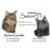 Satori*PL - Koty Maine Coon i Rosyjskie Niebieskie, Szubin