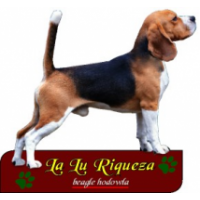 Beagle Hodowla La Lu Riqueza, Radziejowice