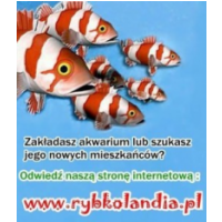 INTERNETOWY SKLEP ZOOLOGICZNY RYBKOLANDIA |, Białystok