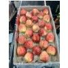 Fresh Gala Apples