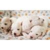 Eladó Bichon Bolognese kiskutyák! - Bolognese puppies for sale