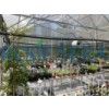Modern Greenhouse / Gothic Greenhouses