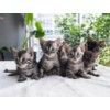 Bengal Kitten For Sales