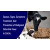 Malignant Catarrhal Fever in Cattle - Refit Animal Care