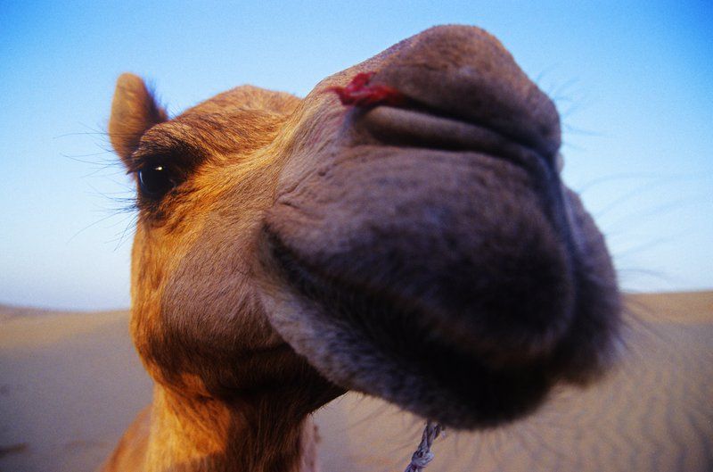 cheeky-happy-camel-in-the-desert-PRZXF89.jpg